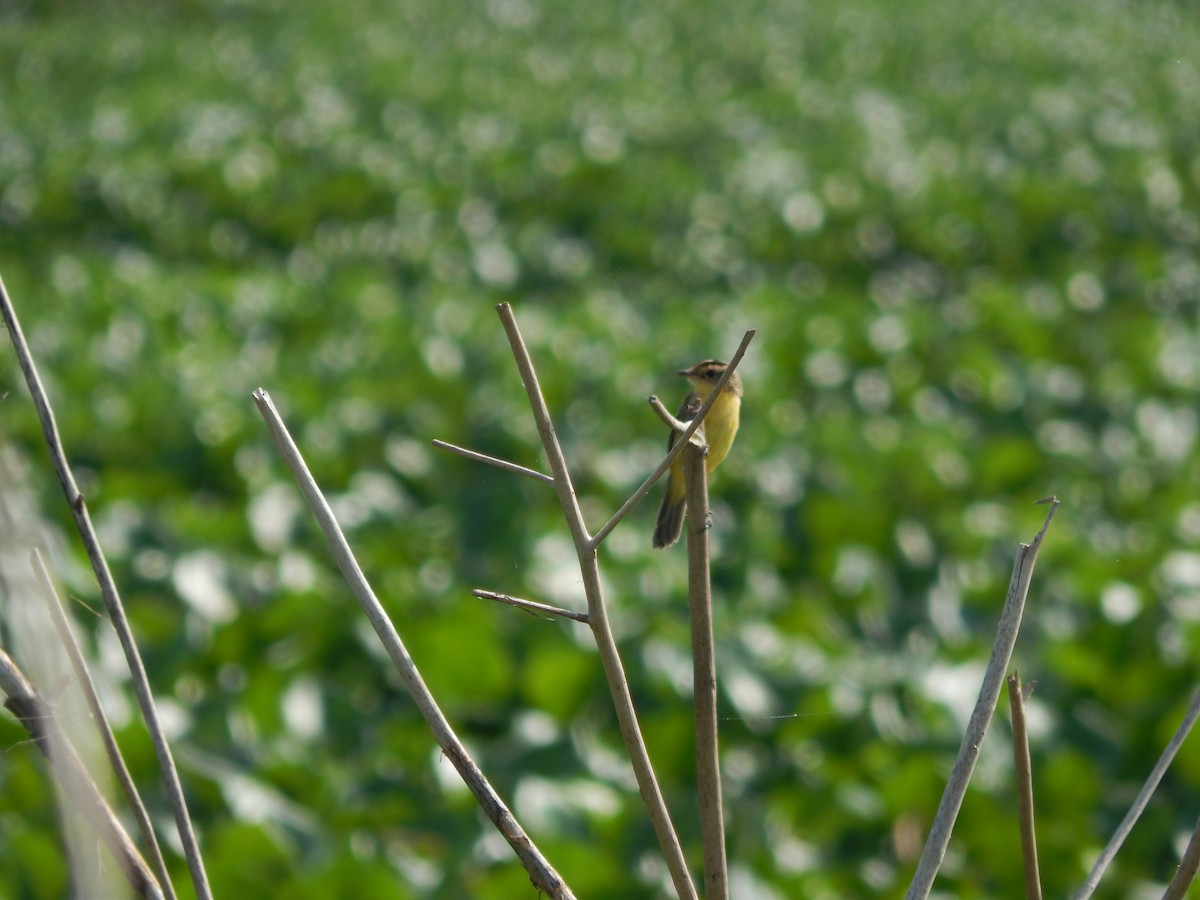 Crested Doradito - ML646543308