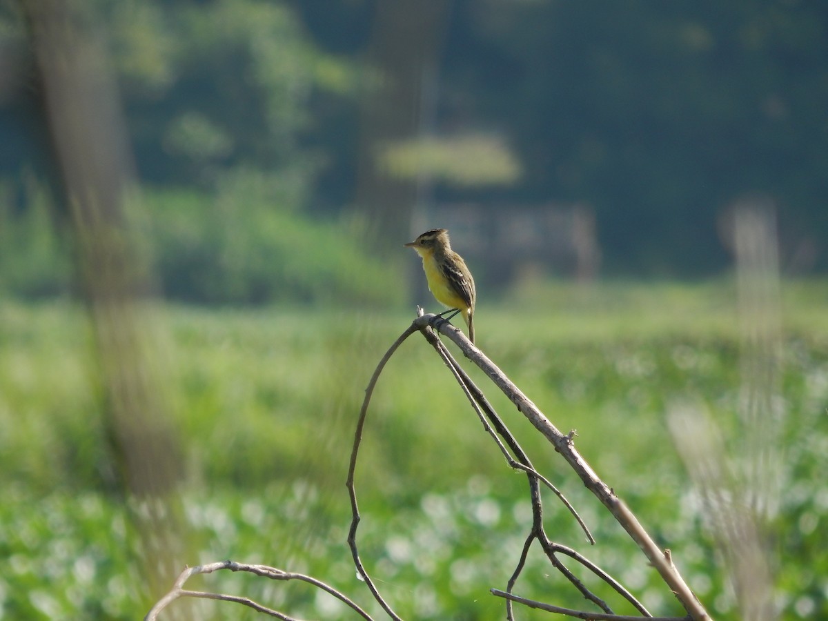 Crested Doradito - ML646543309