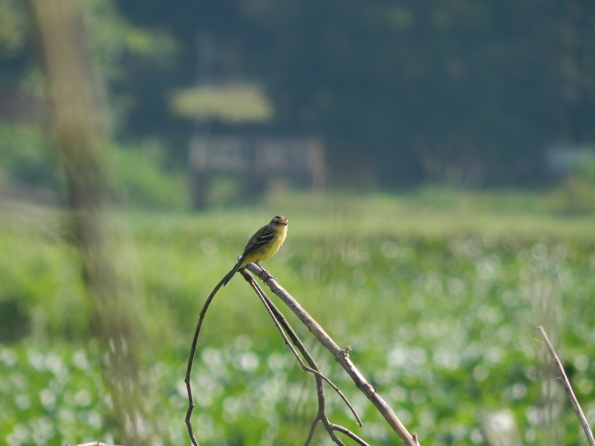 Crested Doradito - ML646543310