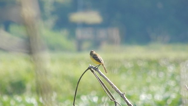 Crested Doradito - ML646543315