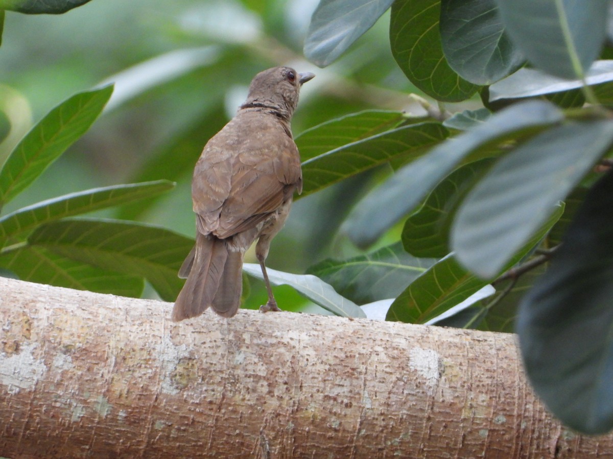 Pale-breasted Thrush - ML646543320