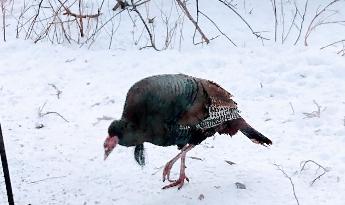 krocan divoký - ML646543321