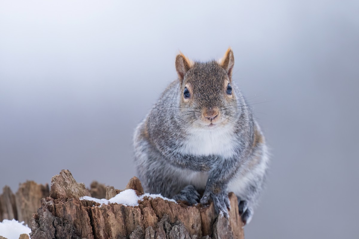 Eastern Fox Squirrel - ML646543322