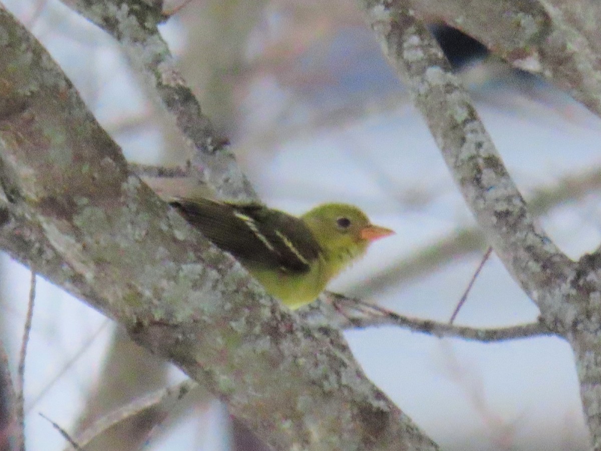 Western Tanager - ML646543323