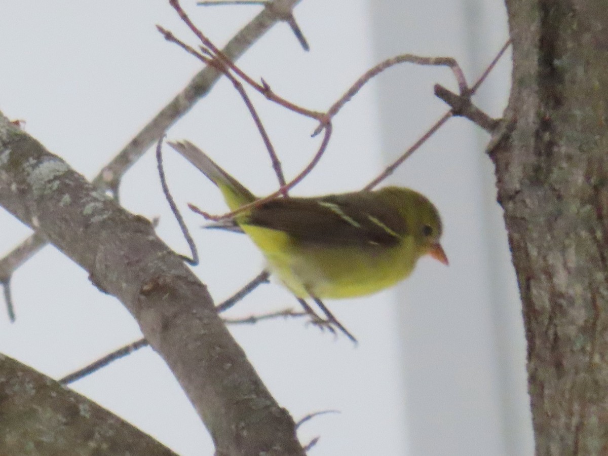 Western Tanager - ML646543324