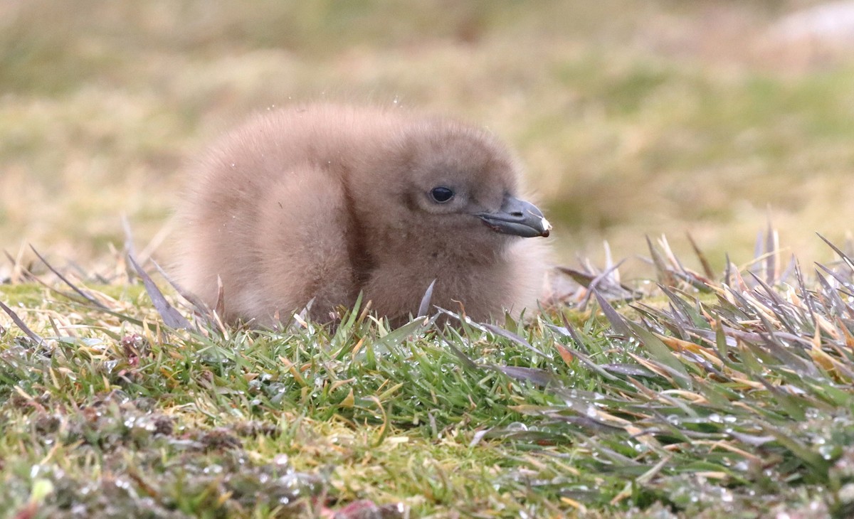 Kahverengi Korsanmartı (lonnbergi) - ML646543327