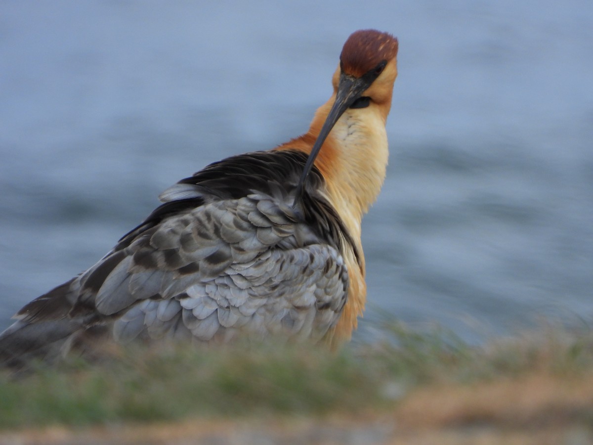 patagoniaibis - ML646543328