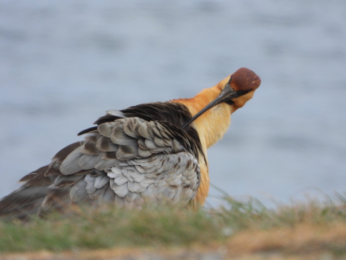 patagoniaibis - ML646543329