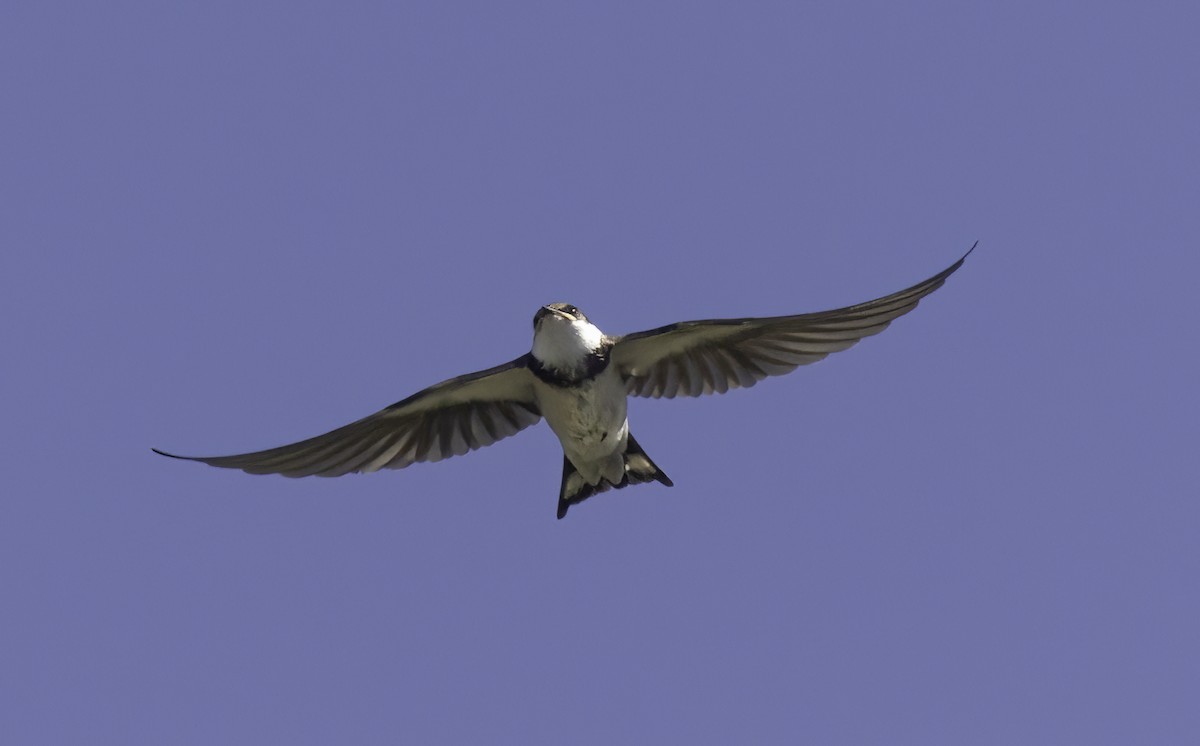White-throated Swallow - ML646543331