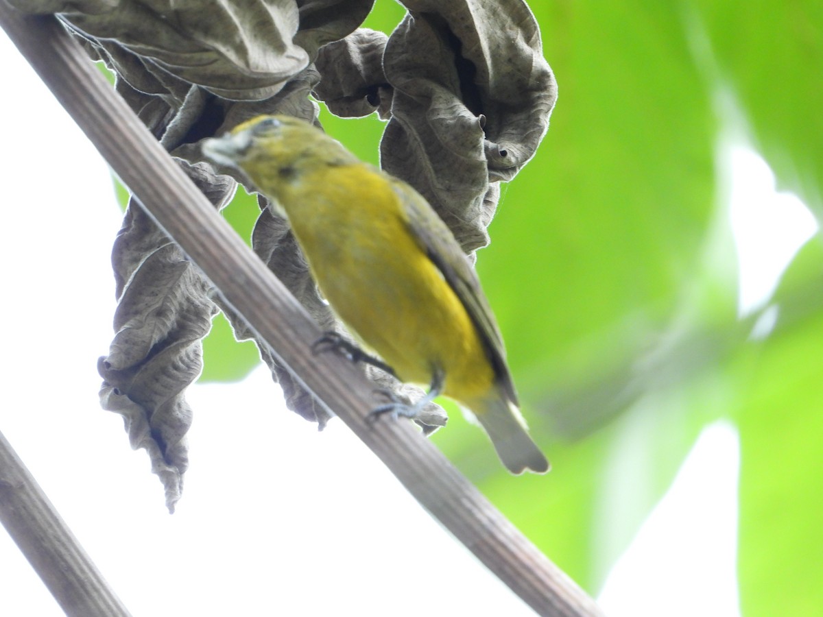 Thick-billed Euphonia - ML646543332