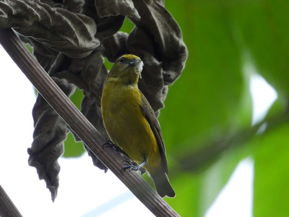 Thick-billed Euphonia - ML646543333