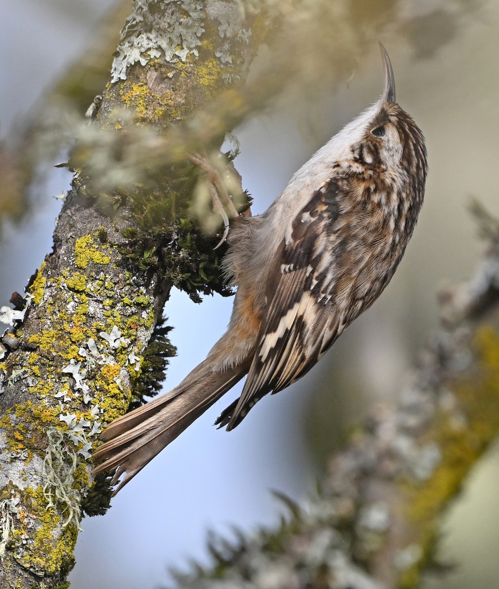 Американская пищуха - ML646543334