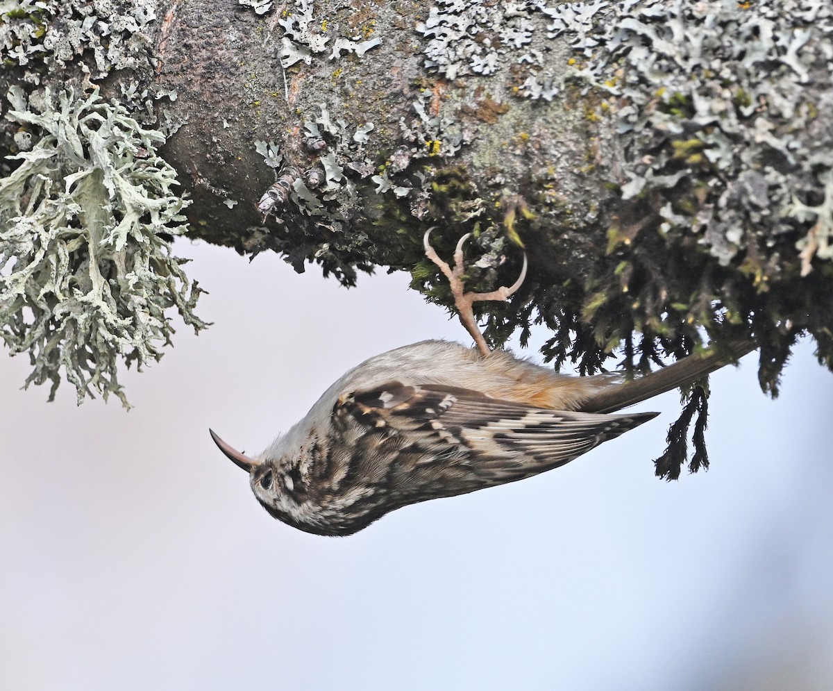 Американская пищуха - ML646543335