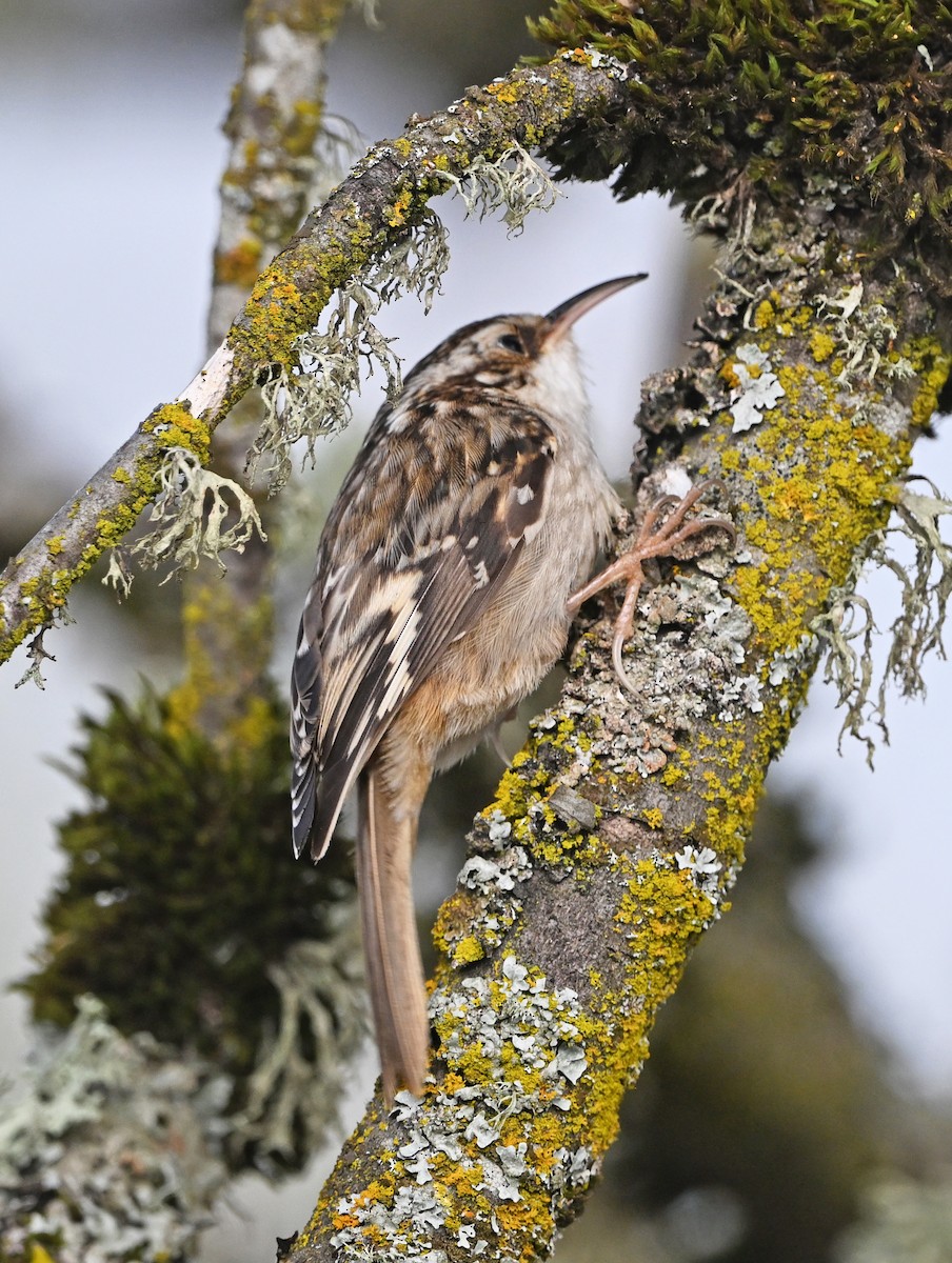 Американская пищуха - ML646543336