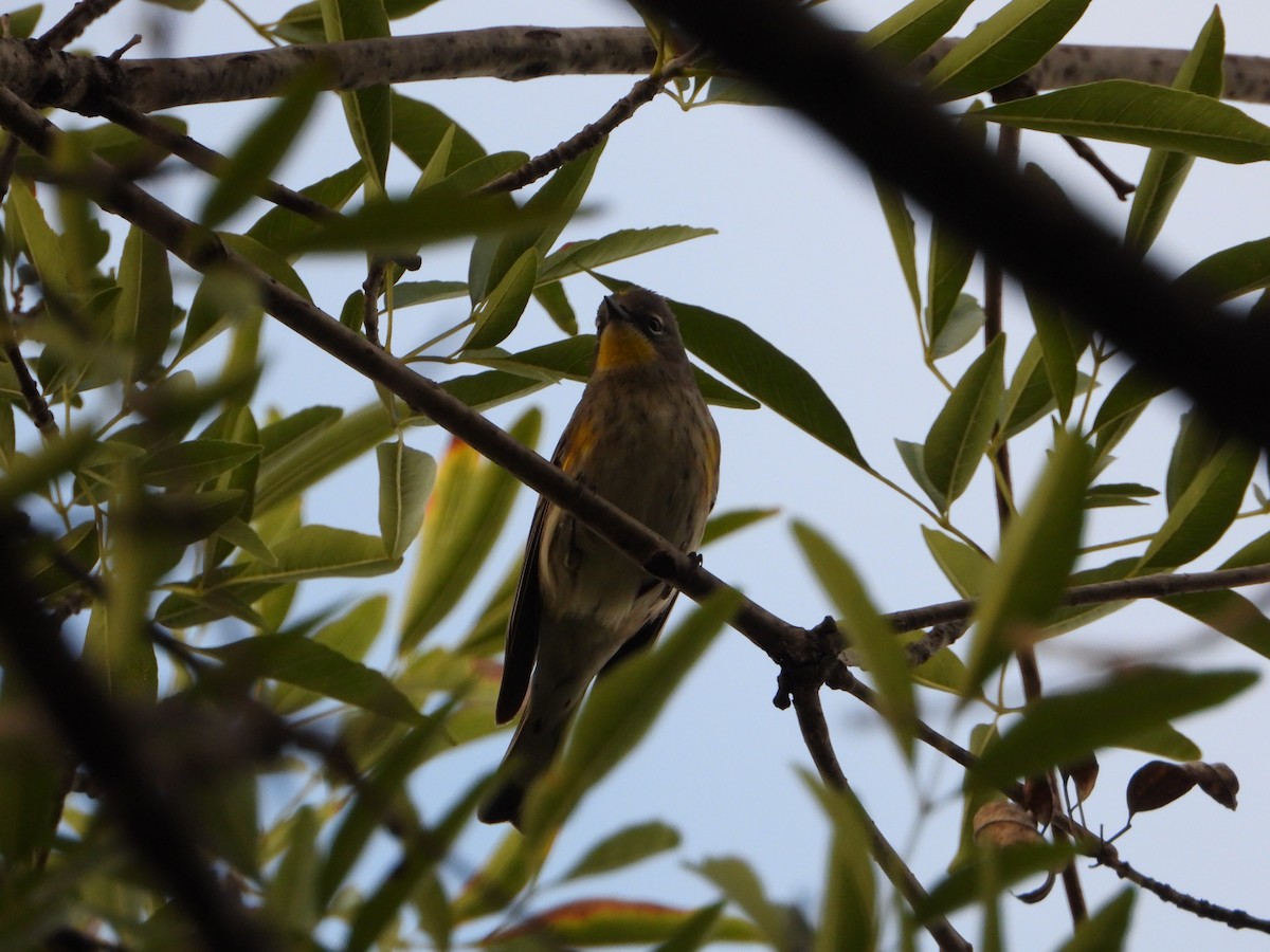 Yellow-rumped Warbler - ML646543339