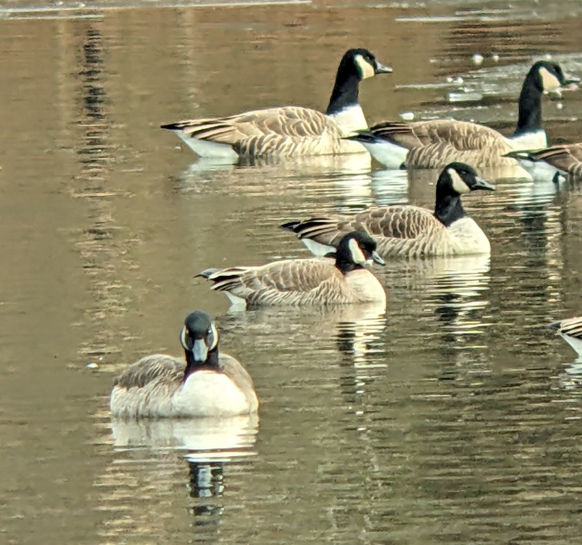 Oca canadese minore - ML646543340