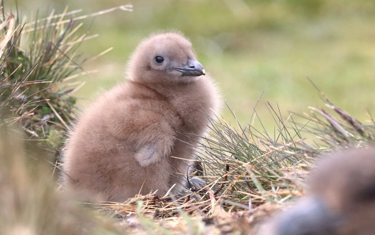 Kahverengi Korsanmartı (lonnbergi) - ML646543342