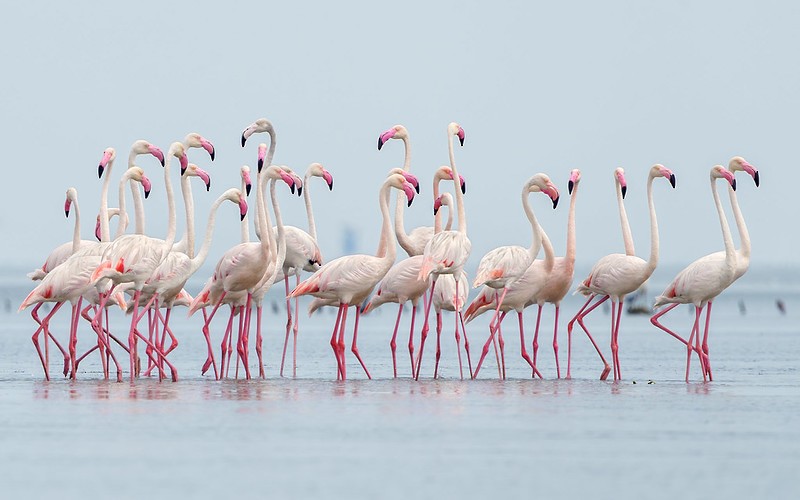 大紅鸛 - ML646543345