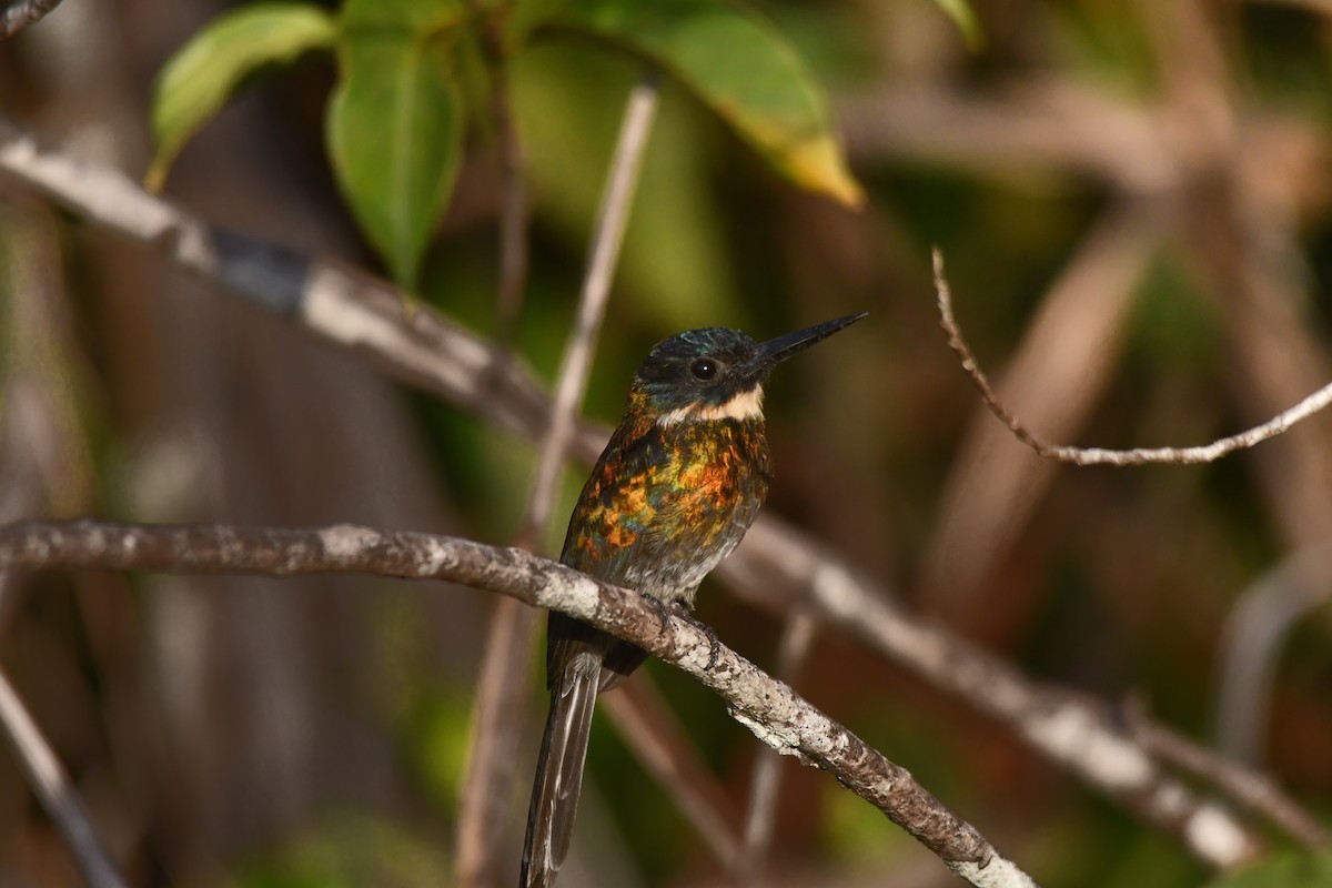 Bronzy Jacamar - ML646543346