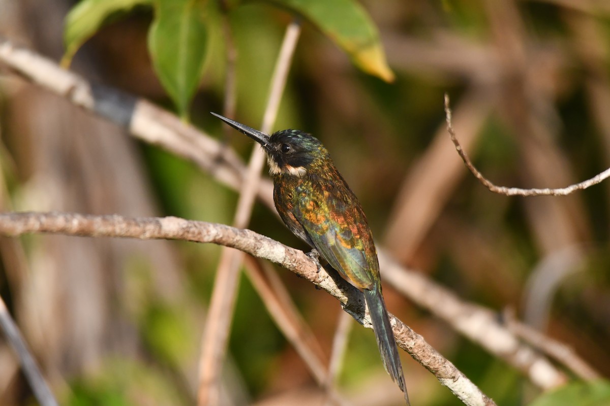 Bronzy Jacamar - ML646543347