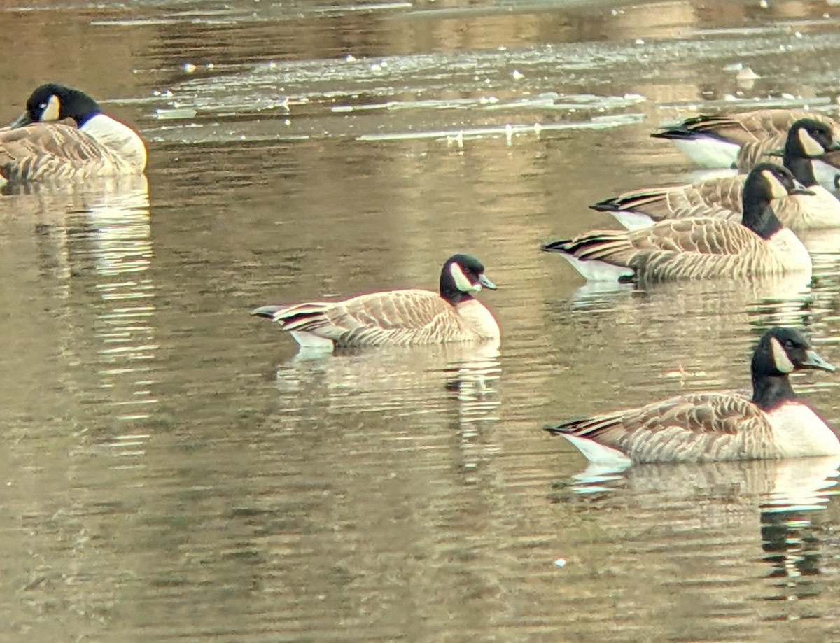 Oca canadese minore - ML646543350