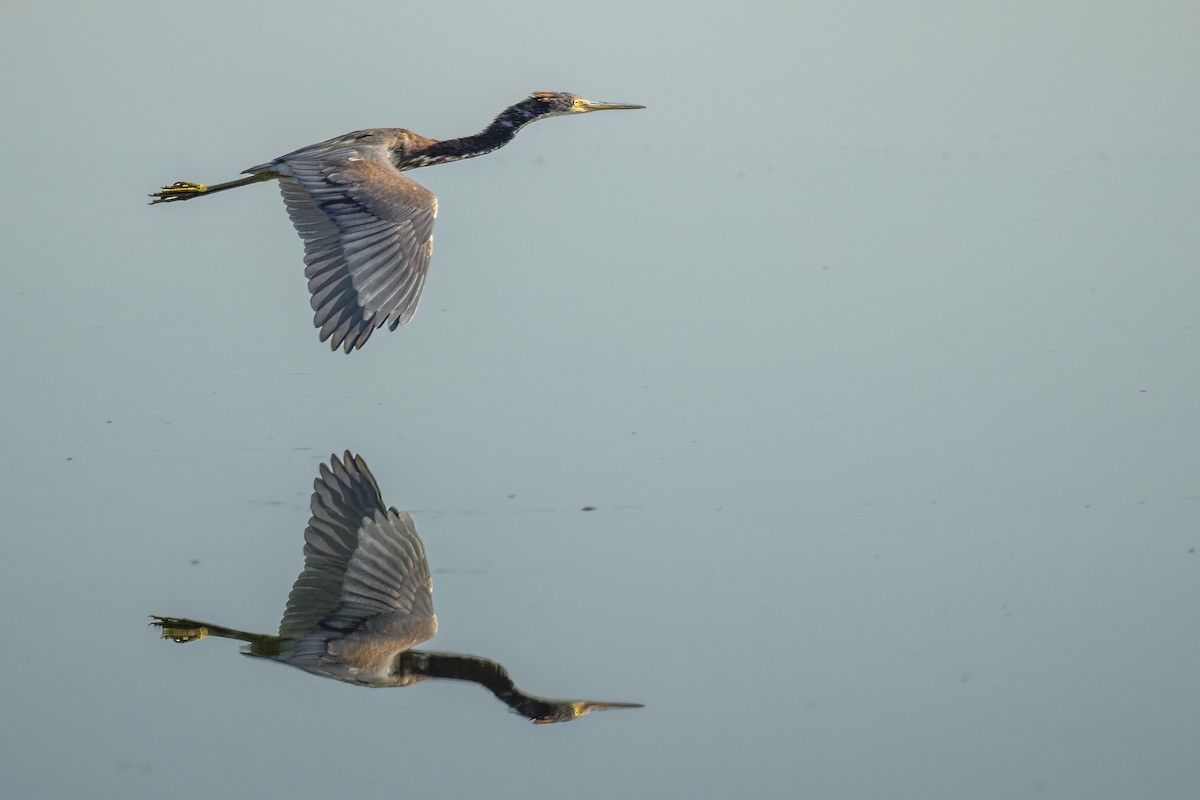 サンショクサギ - ML646543351