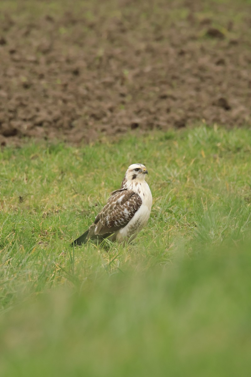 Buse variable - ML646543354