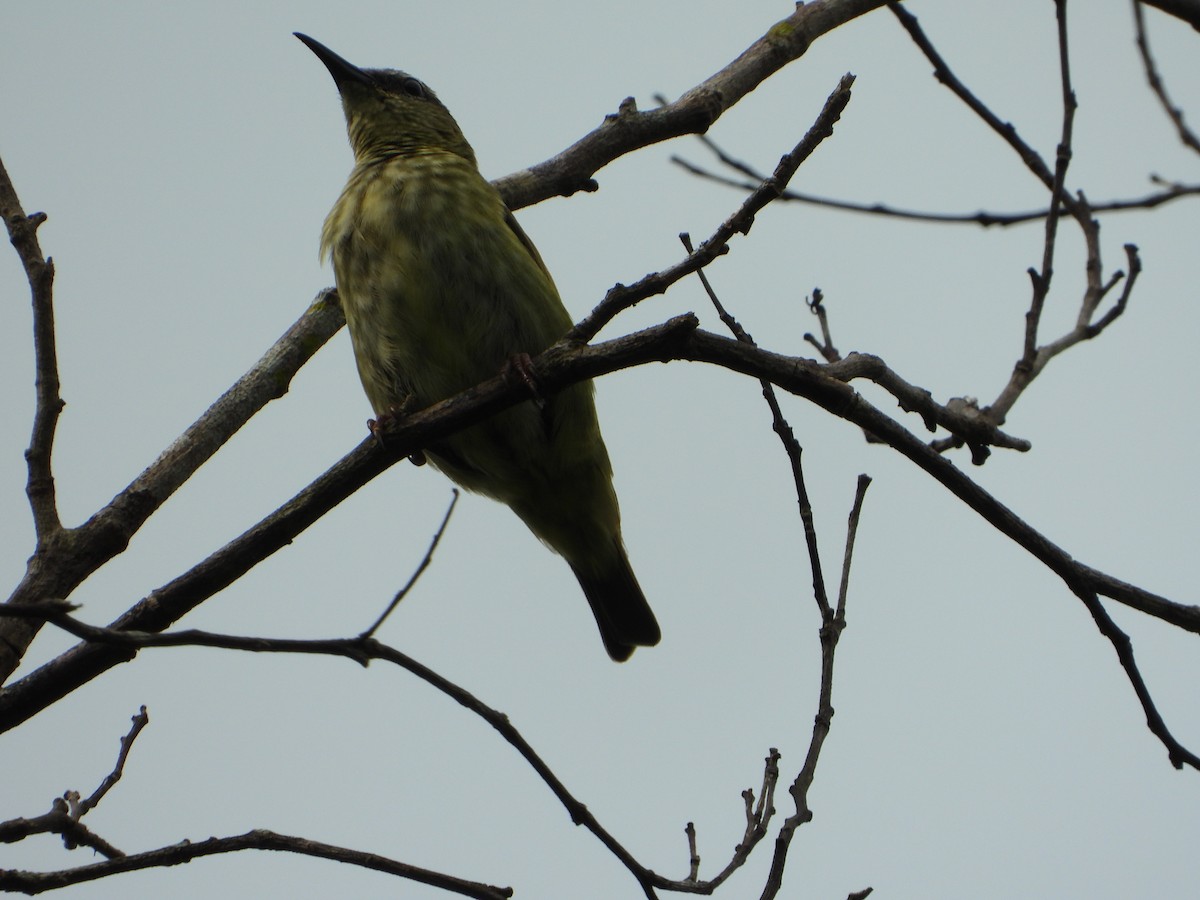 Red-legged Honeycreeper - ML646543355