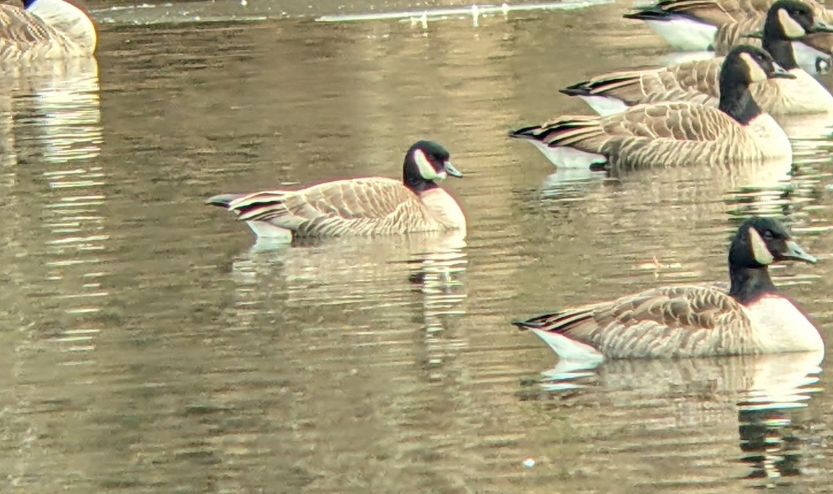 Oca canadese minore - ML646543356