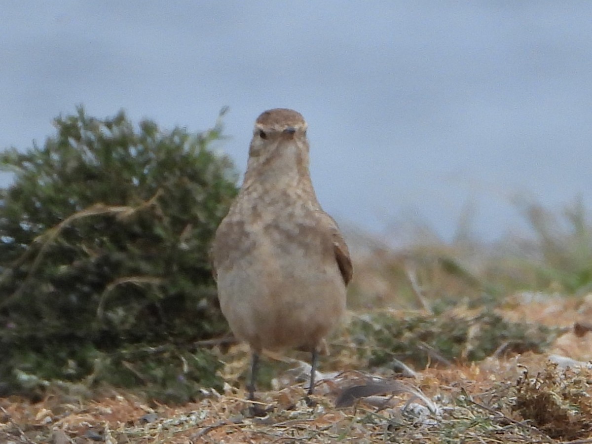 kortnebbtunnelfugl - ML646543358