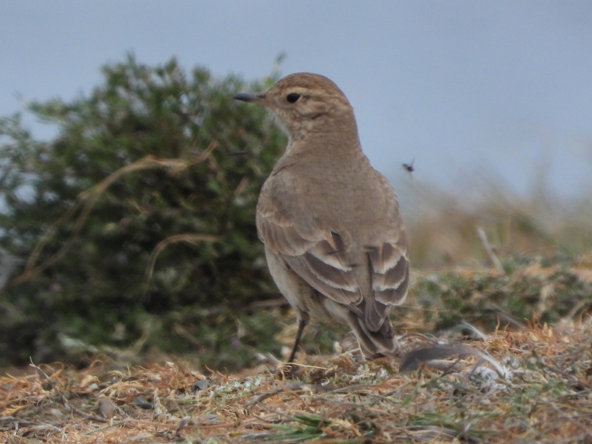 kortnebbtunnelfugl - ML646543359