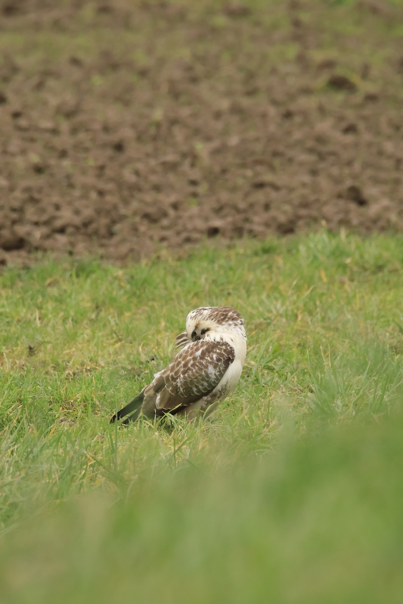 Buse variable - ML646543360