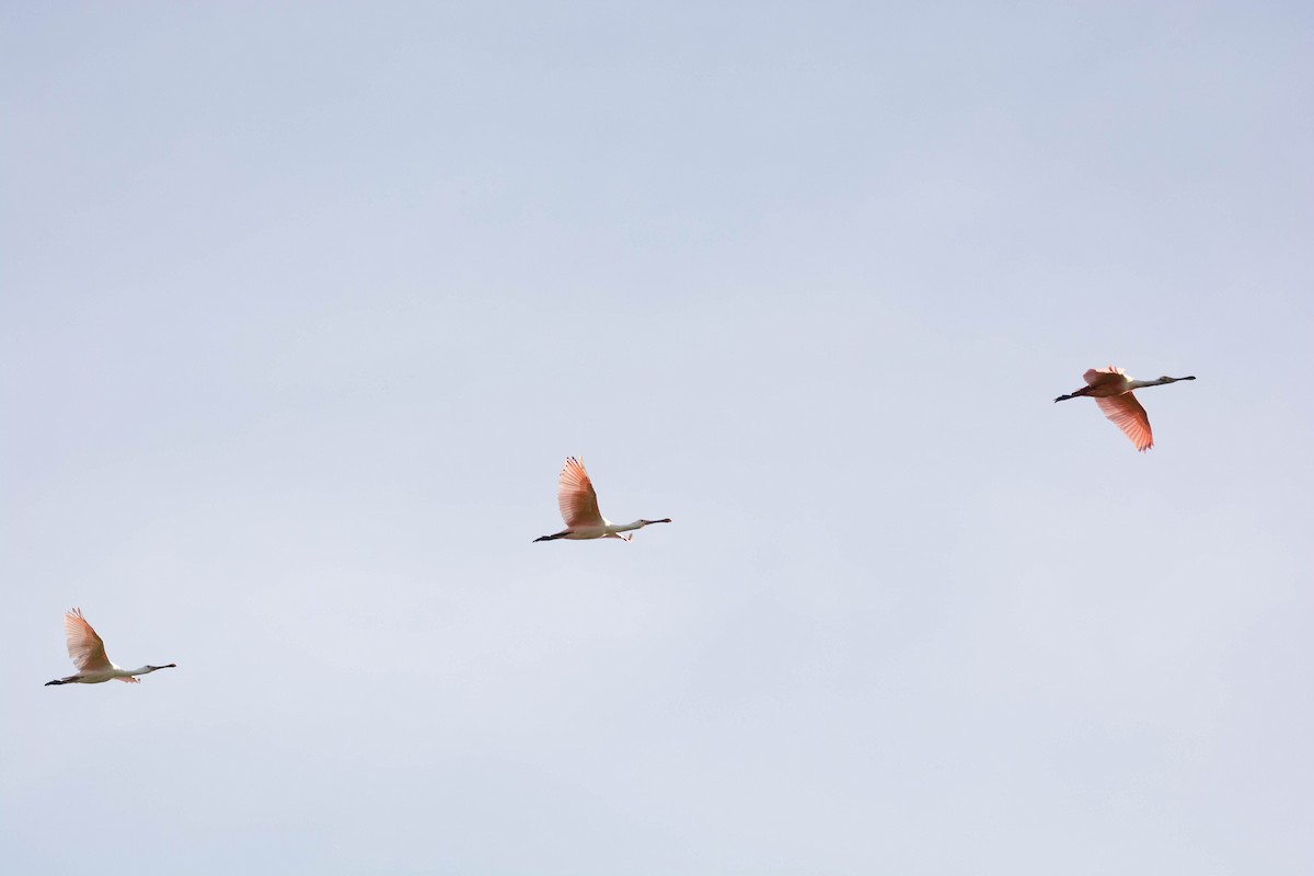 Espátula Rosada - ML646543361