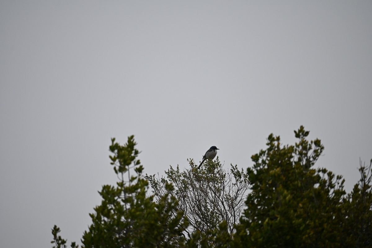 California Scrub-Jay - ML646543363