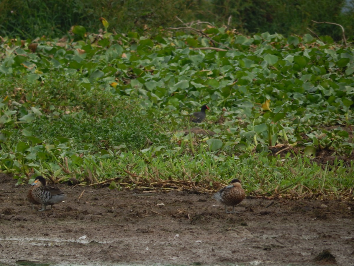 Silver Teal - ML646543364