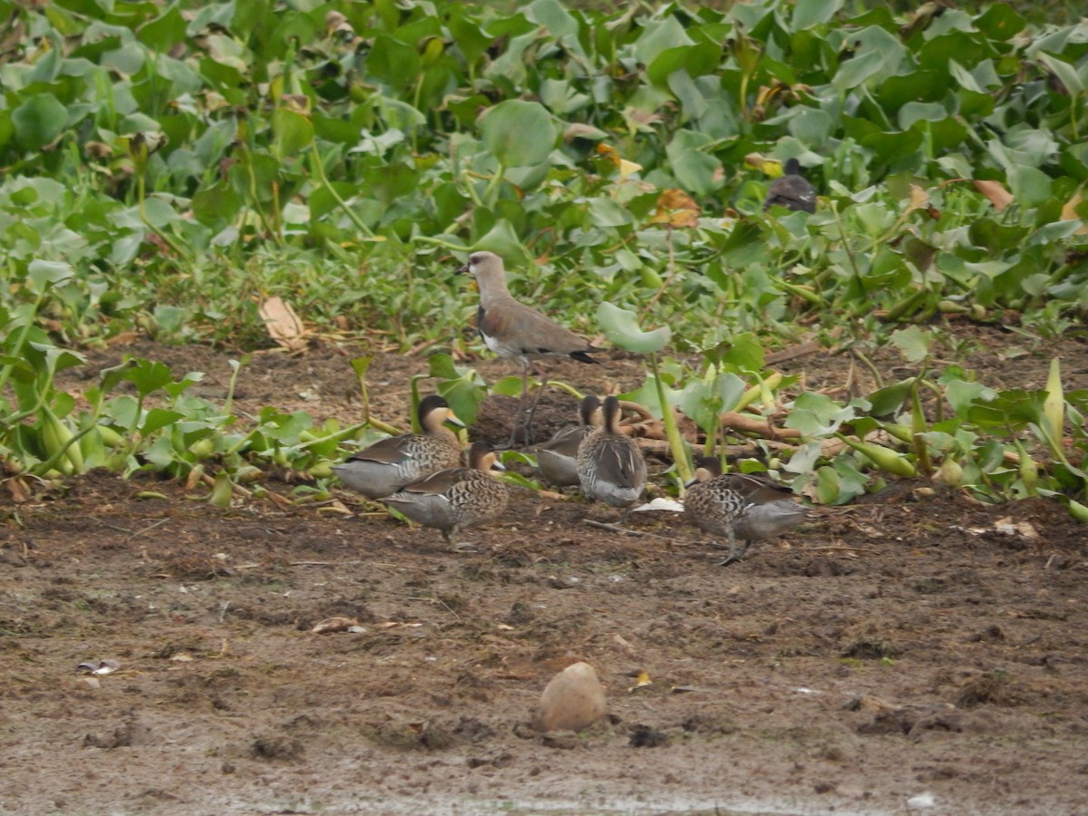 Silver Teal - ML646543365