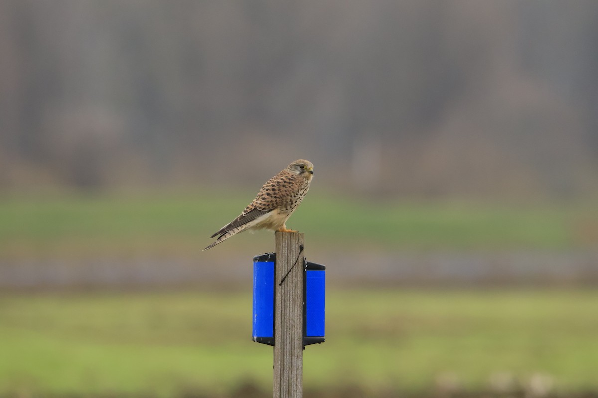 Faucon crécerelle - ML646543371