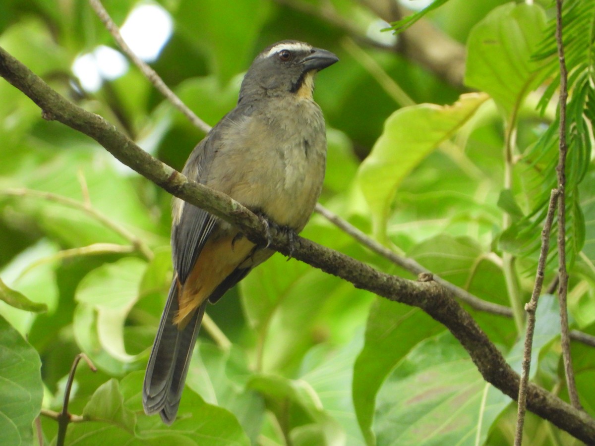 Bluish-gray Saltator - ML646543372