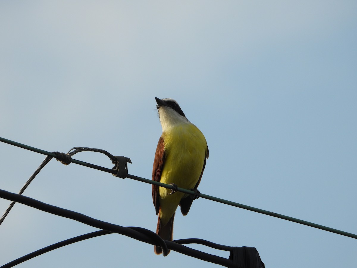 Great Kiskadee - ML646543373