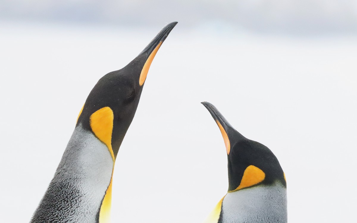 Kral Penguen - ML646543375