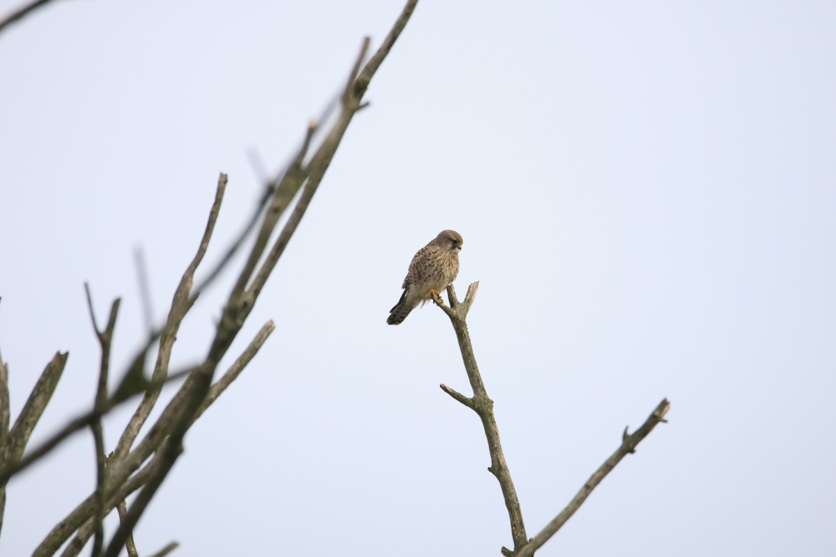 Faucon crécerelle - ML646543376