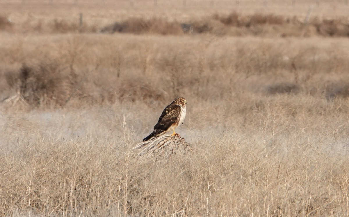 Northern Harrier - ML646543380