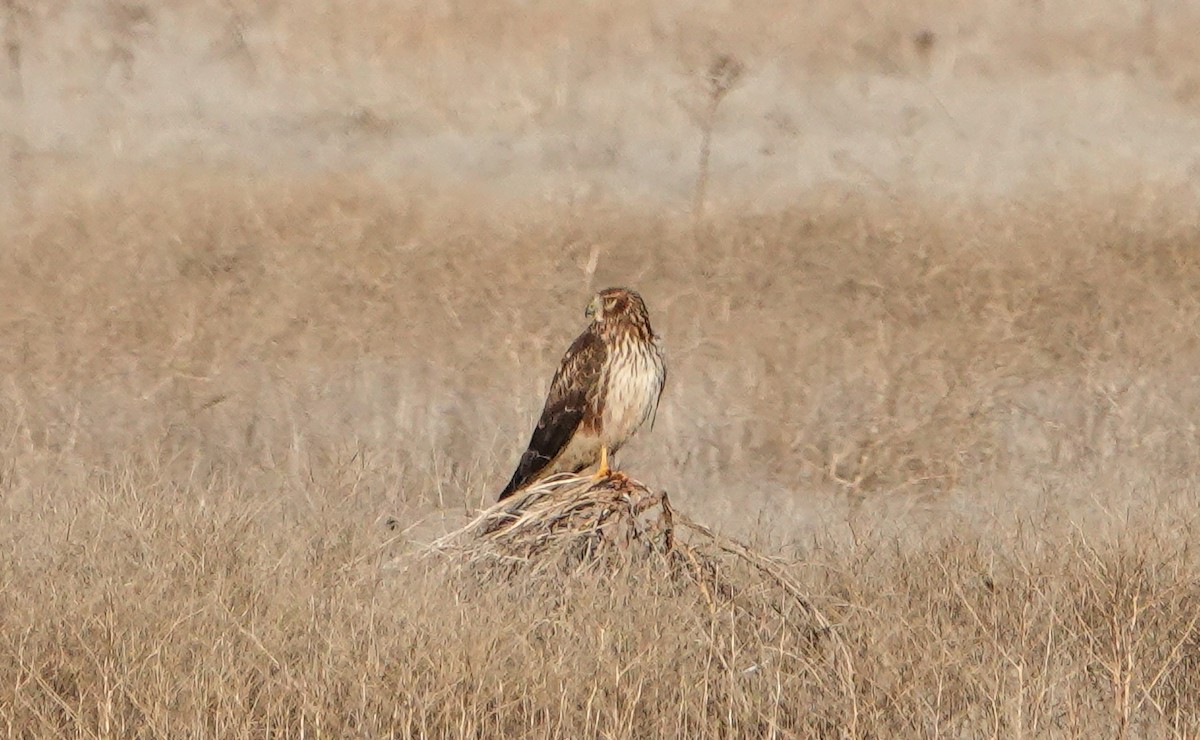 Northern Harrier - ML646543381