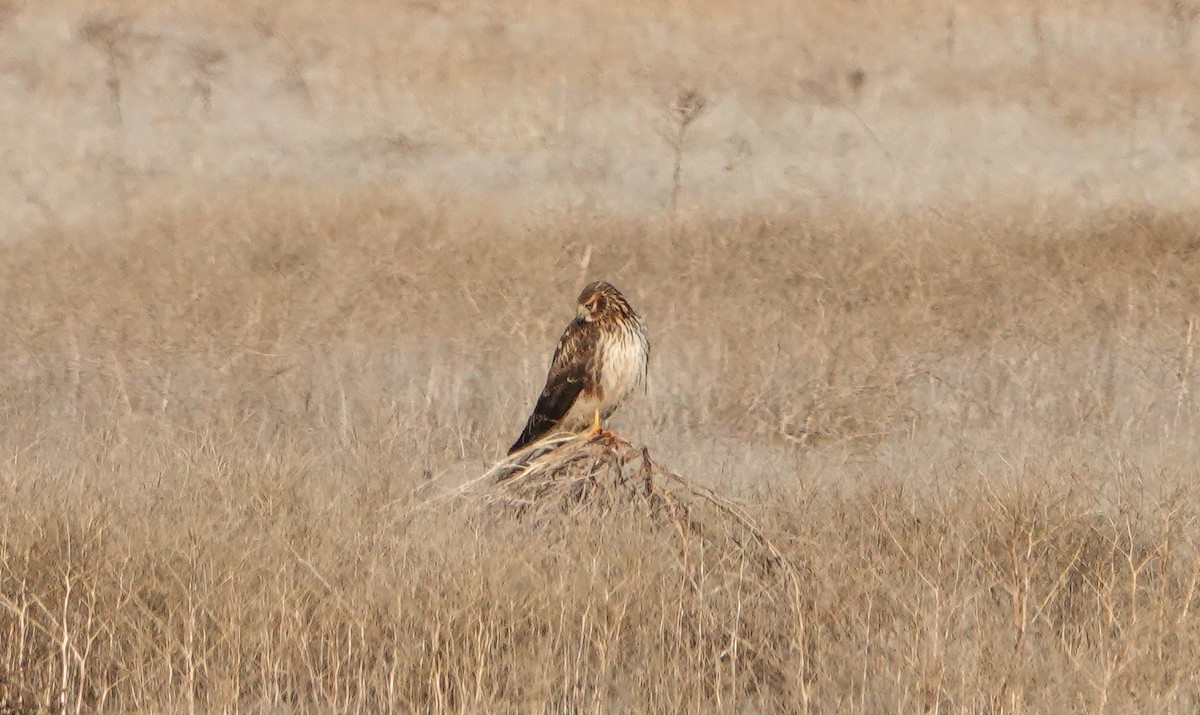 Northern Harrier - ML646543382