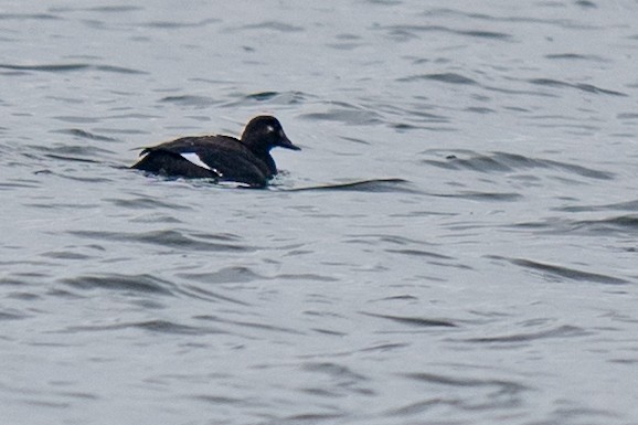 White-winged Scoter - ML646543383
