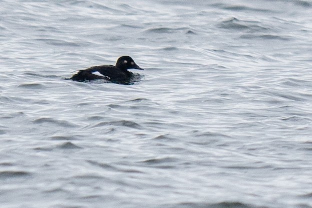 White-winged Scoter - ML646543384