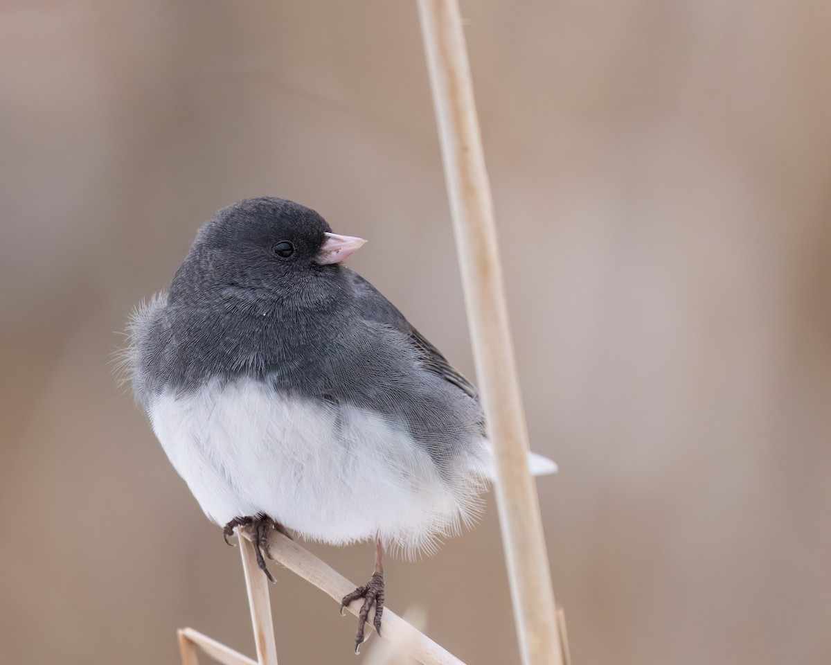 Dark-eyed Junco - ML646543386
