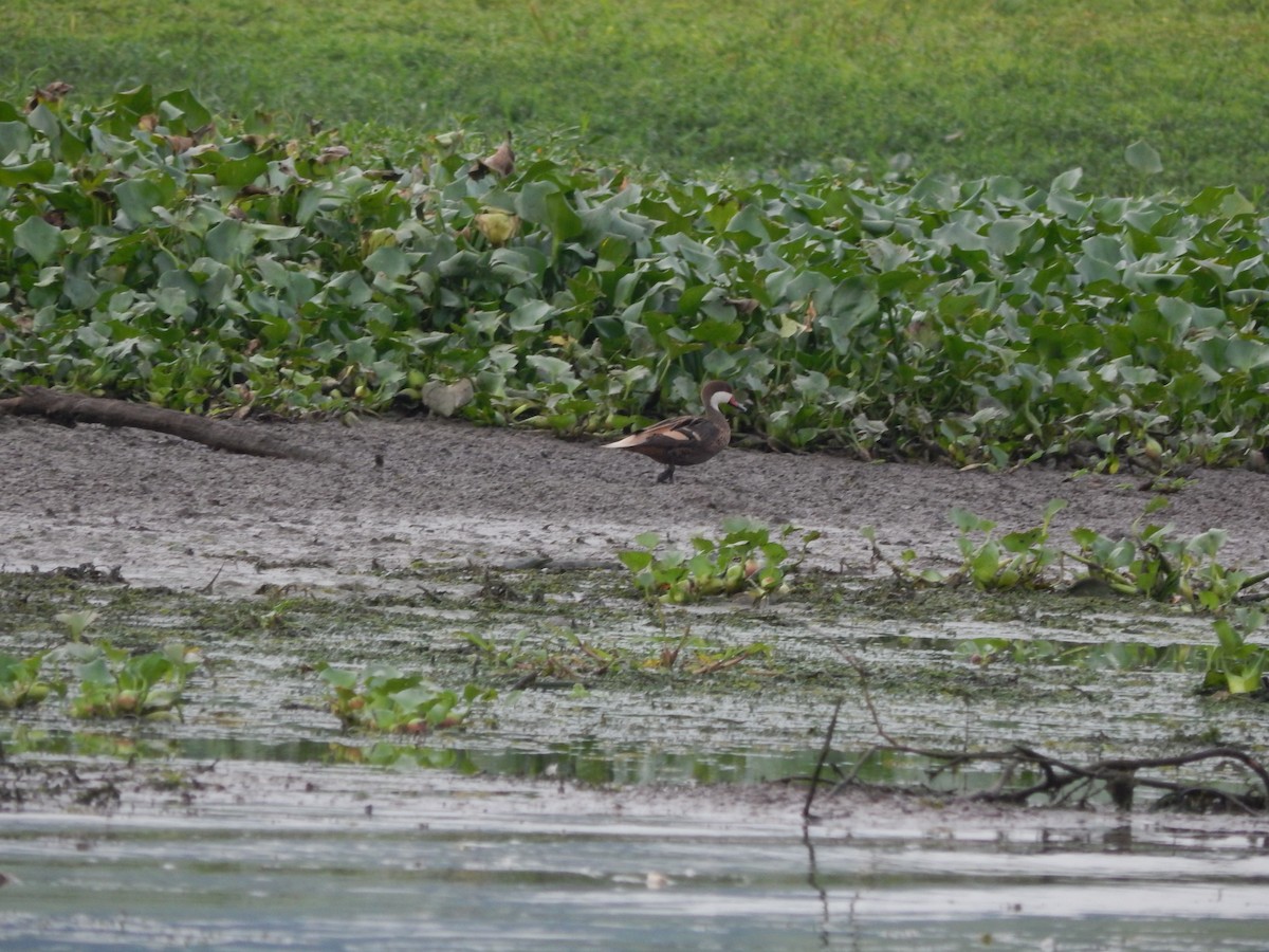 White-cheeked Pintail - ML646543387