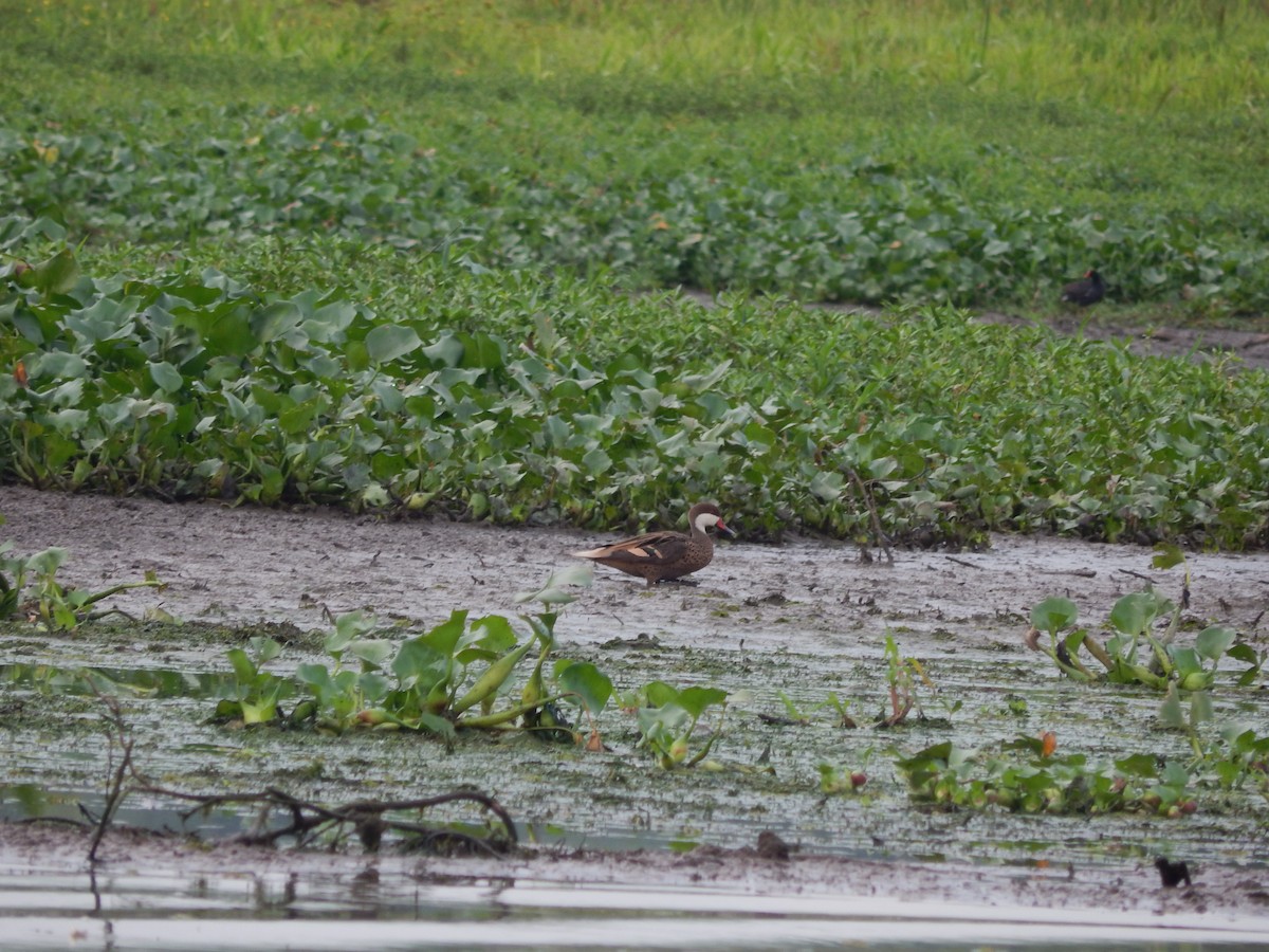 Bahamaente - ML646543388