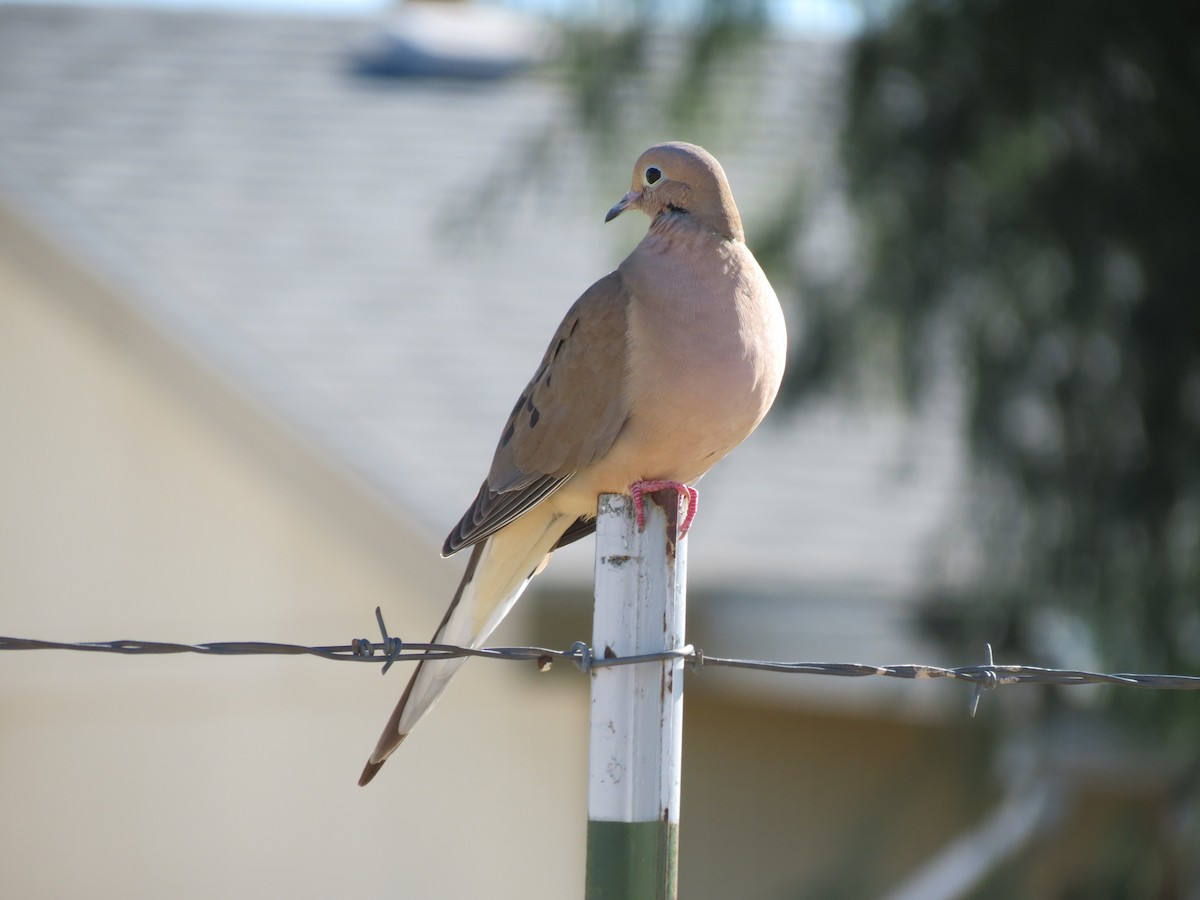 sørgedue - ML646543389